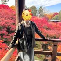 🍁京都楓紅的天花板「東福寺 通天橋」