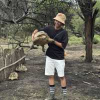 Touching the giant tortoise 🐢 