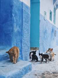 摩洛哥 / 北非的迷人藍色山城  一生必去的靜謐之地Chefchaouen 