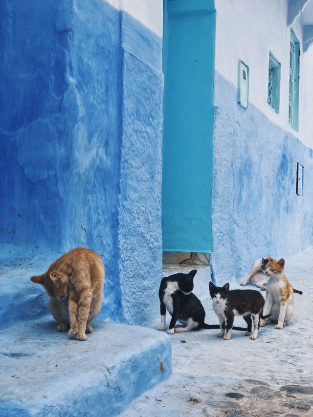 摩洛哥 / 北非的迷人藍色山城  一生必去的靜謐之地Chefchaouen 