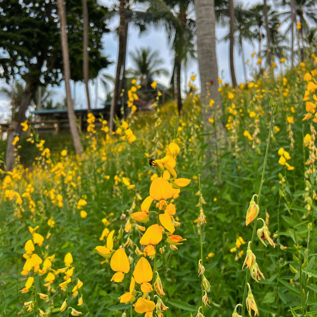 ดอกปอเทือง
