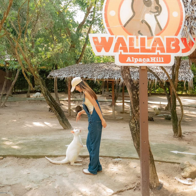 สวนสัตว์สุดคิ้วท์ในสวนผึ้ง 🦙🌲