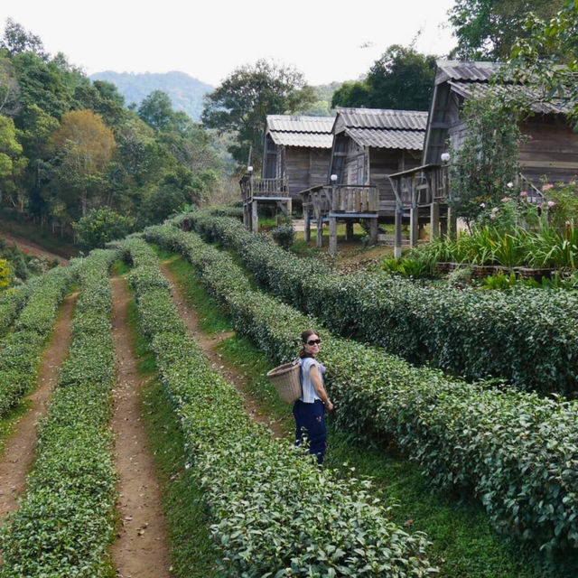🌿 ไร่ชาลุงเดช