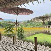 พราวตะวัน by พันดาว เชียงราย