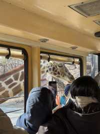 🎢🐼 A Magical Day at Everland: Pandas, Safaris, and More! 🌟