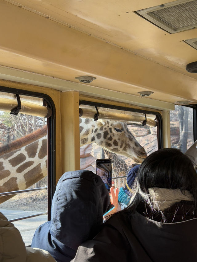 🎢🐼 A Magical Day at Everland: Pandas, Safaris, and More! 🌟