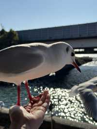 【浜松 冬の旅】 ユリカモメ舞う駅   おびただしい数にびっくり！ピークは1月下旬～2月
