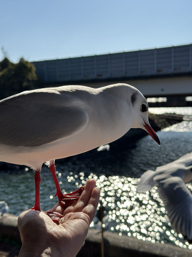 【浜松 冬の旅】 ユリカモメ舞う駅   おびただしい数にびっくり！ピークは1月下旬～2月