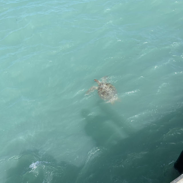 Shark bay 