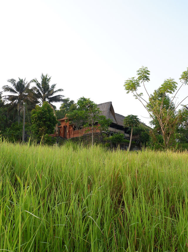 Another Hidden Gem In Bali; Bukit Cinta 🌄🫶🏻