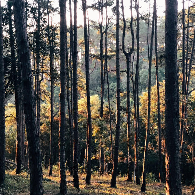 สวนป่าดอยบ่อหลวง | เชียงใหม่