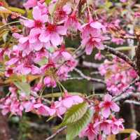 When Cherry blossom bloom in Thailand?