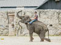 泰國最好玩嘅動物園HuaHin safari adventure zoo@Thailand 