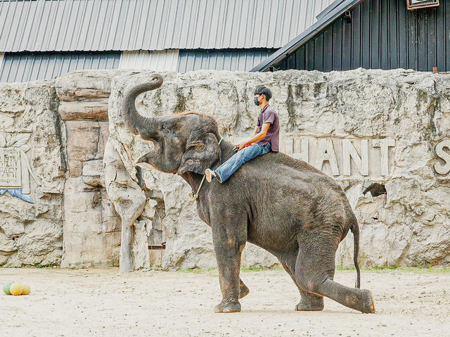 泰國最好玩嘅動物園HuaHin safari adventure zoo@Thailand 
