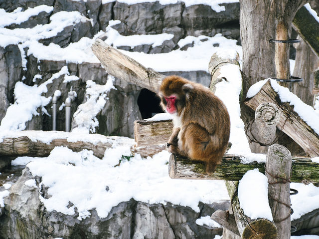 สวนสัตว์ประจำเมืองซัปโปโร 🐒🇯🇵