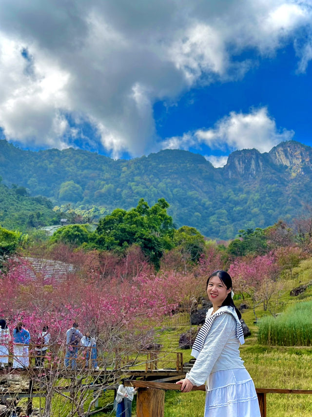 Cherry blossom at Sakura bridge🌸