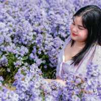 ฮอกไกโด Flower Park เขาใหญ่