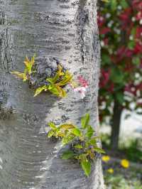 【兵庫で有名な桜スポット！】