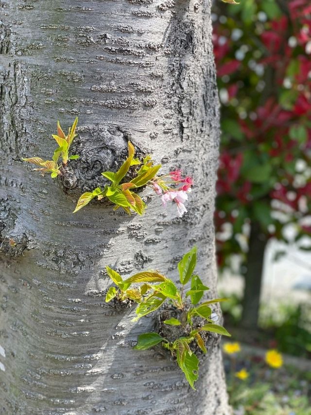 【兵庫で有名な桜スポット！】