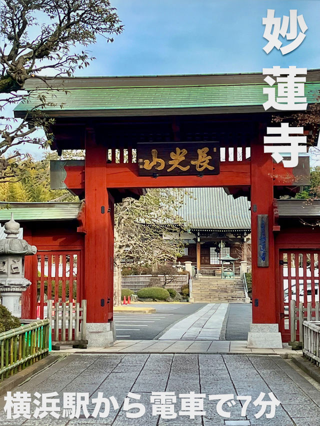 ⛩️ 妙蓮寺（横浜） – 歴史と四季を感じる寺院
