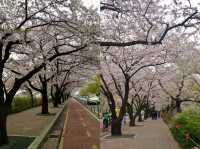 Cherry Blossoms Aren’t Just in Japan, Seoul Has Them Too: Yeouido Hangang Park
