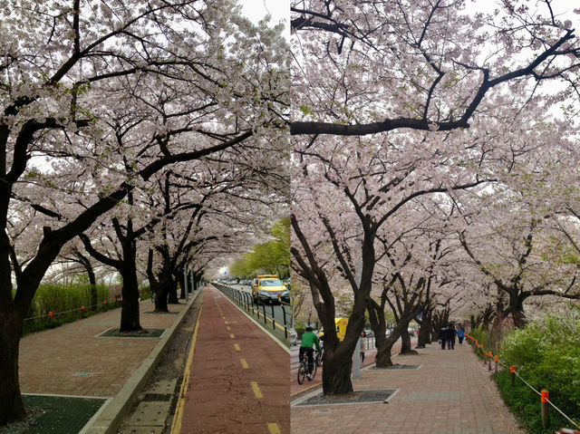 Cherry Blossoms Aren’t Just in Japan, Seoul Has Them Too: Yeouido Hangang Park