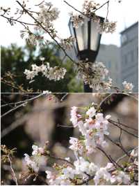 ˗ˏˋ  靖國神社すぐ⛩️桜の名所🌸ˎˊ˗