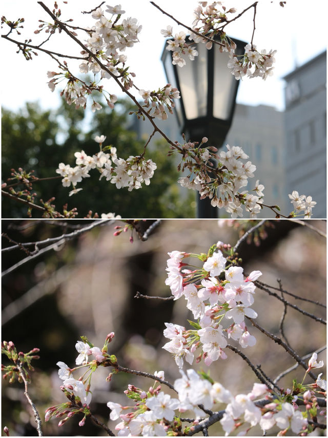 ˗ˏˋ  靖國神社すぐ⛩️桜の名所🌸ˎˊ˗