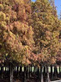 踏青郊遊推薦🍂黃金落羽松