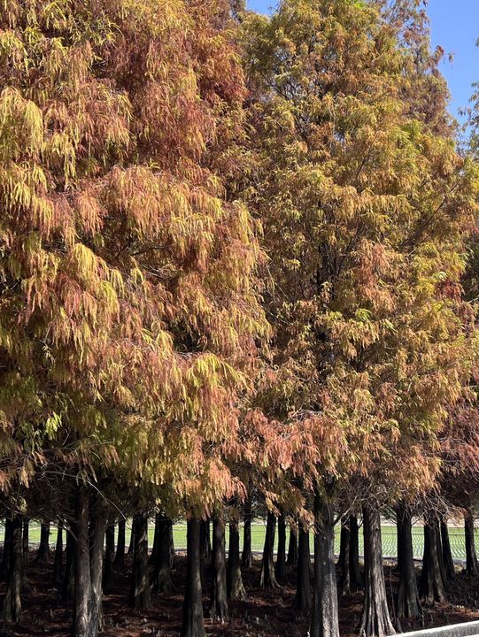 踏青郊遊推薦🍂黃金落羽松