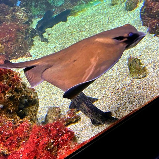 一座美麗友善的水族館