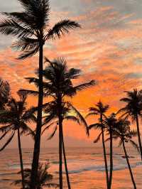 スリランカ🇱🇰息を呑む夕焼けcoconut tree hill