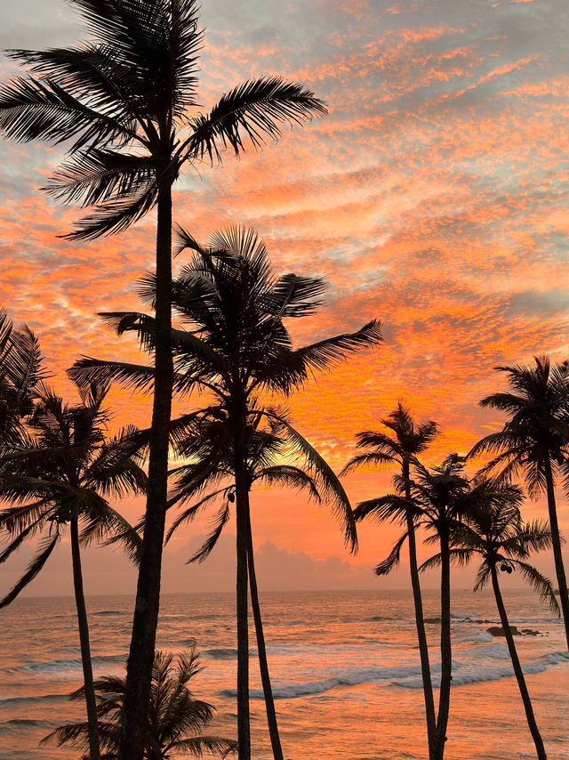 スリランカ🇱🇰息を呑む夕焼けcoconut tree hill
