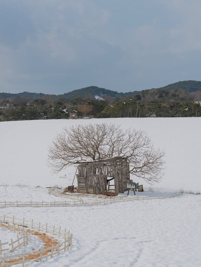 메밀꽃밭 대신 새하얀 눈꽃밭에서 도깨비 만나고 오세요❄️🤍 