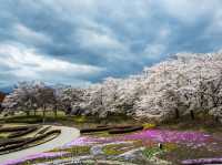 仙台西公園夢幻粉雪盛宴🌸 仙台櫻花滿開，一秒走進春日童話！        