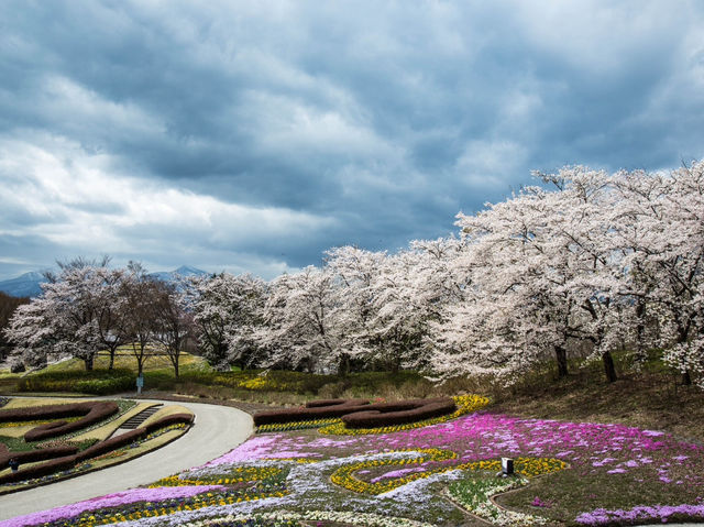 仙台西公園夢幻粉雪盛宴🌸 仙台櫻花滿開，一秒走進春日童話！        