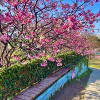 ชมดอกซากุระบานที่สวนเล่อฮวอ(Lohas Park)