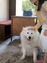 Joint.s คาเฟ่มะหมา🐶