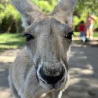 キャバーシャム・ワイルドライフ・パーク🇦🇺