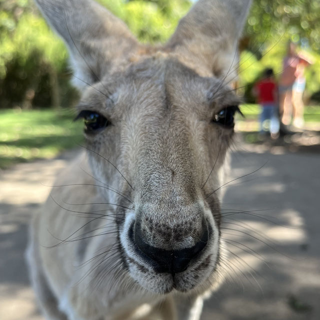 キャバーシャム・ワイルドライフ・パーク🇦🇺