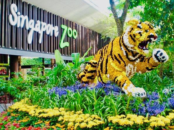 Nature's Playground: Singapore Zoo