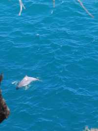 North Stradbroke Island：與自然共舞的奇妙冒險 🌿🐬
