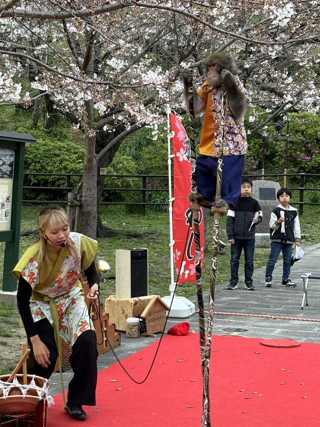 福岡西公園，遇見含羞的櫻花🌸🍒
