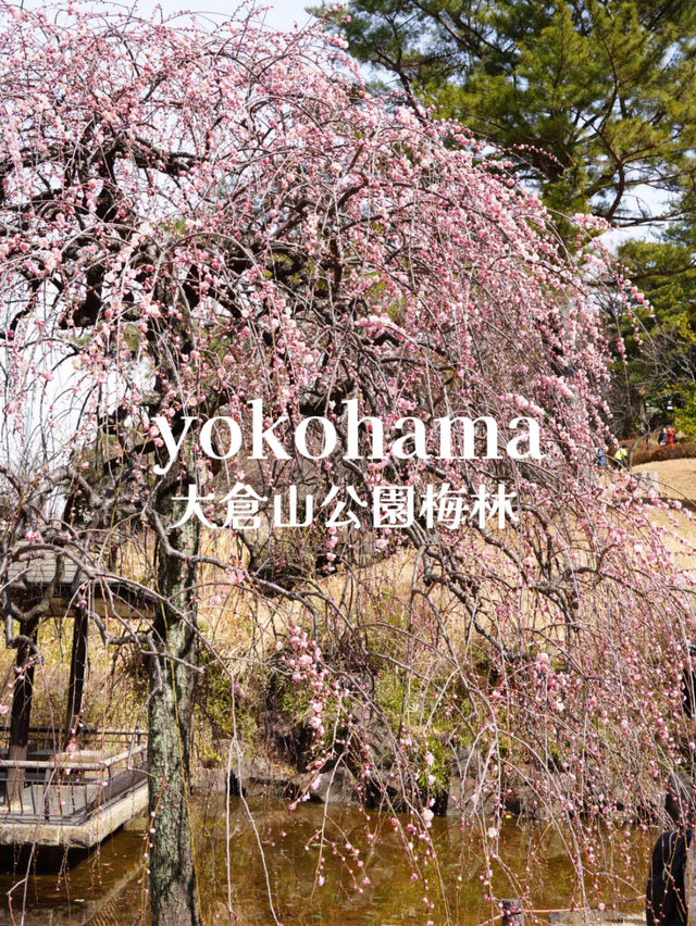 【横浜×大倉山公園梅林】 神奈川の梅の名所