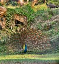 2 Nights 3 days package at Royal Tiger Luxury Resort Pvt. Ltd 