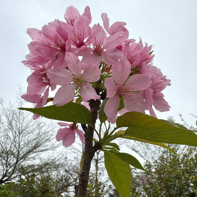 聚龍山公園🌸 櫻花谷🌸