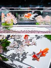 【銀座】金魚×桜🌸銀座でお花見はどう？
