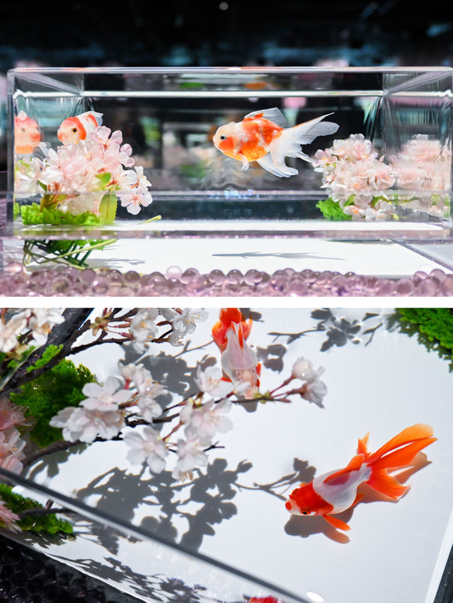 【銀座】金魚×桜🌸銀座でお花見はどう？