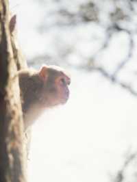 係城門水塘 同🐒度過嘅一日