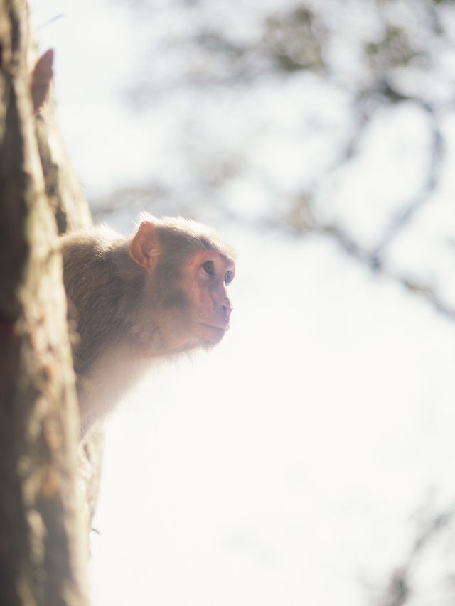 係城門水塘 同🐒度過嘅一日